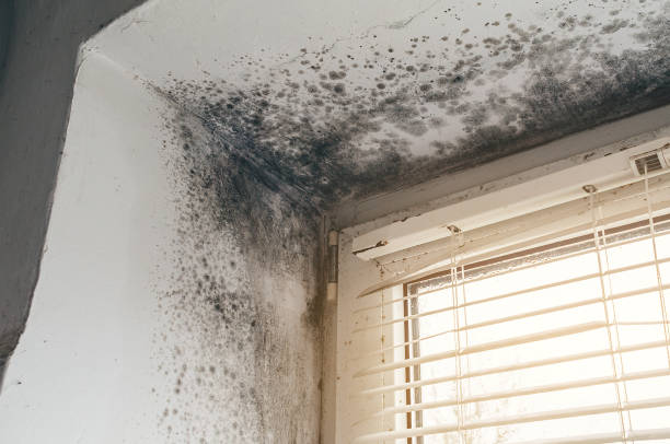Mold Removal service in Morris Plains
